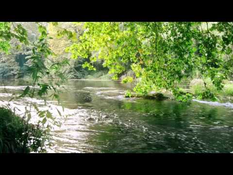 FOREST CREEK Nature Sounds | 8 Hours (For stress relief, relaxation & sleeping)