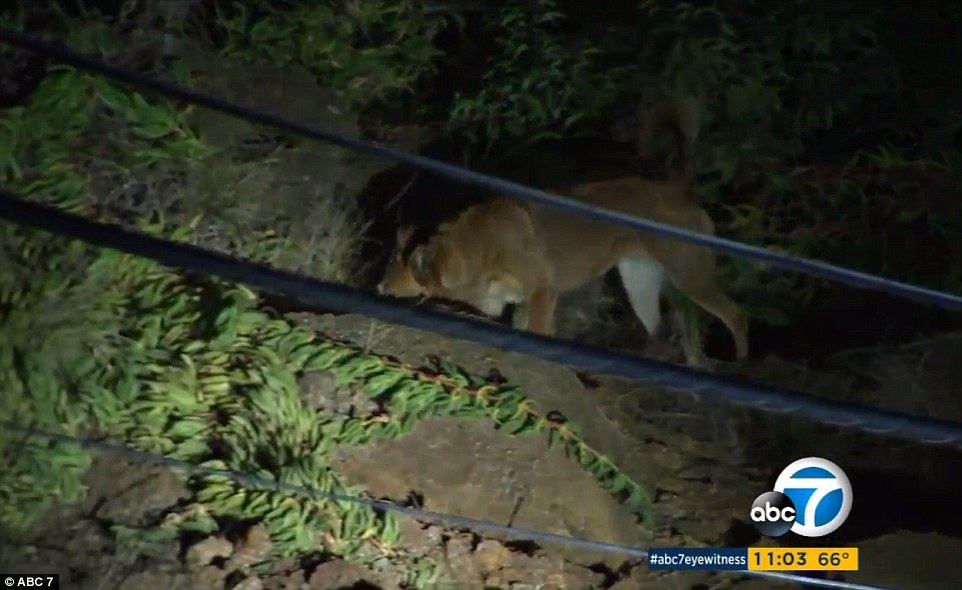 Authorities released search dogs (pictured) to check the rubble for people who may have been trapped, but they didn't find any. However, some homeowners were trapped inside their homes