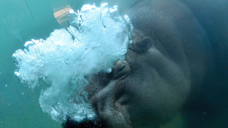 A hippopotamus dives in its pool at the zoo in Berlin, Germany.