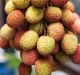 A vendor displays lychees at a fruit and vegetable market stall fruit and vegetable stall in Dharamsala, India, on ...