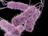 One dead in salmonella outbreak