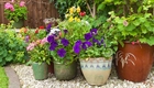 How to have a garden when you’re a renter