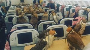 Seat occupied: The 80 falcons in transport.