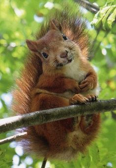 .This fat and cuddly squirrel is the cutest!                              …