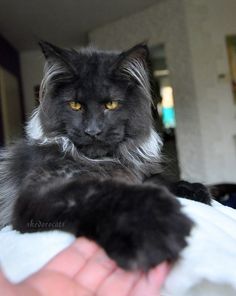 (8) Shedoros Maine Coon Cattery Black Smoke Maine Coon Cat