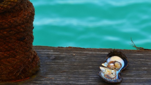 A three-hour pearl diving experience can be part of a visit to Sir Bani Yas Island.