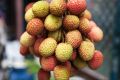 Lychees have been blamed for causing sickness in children. 