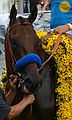 American Pharoah cropped.jpg