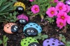 Painted Laydybug pet rocks : <a href="http://craftsbyamanda.com/ladybug-painted-rocks/" target="_blank">Crafts by Amanda</a>