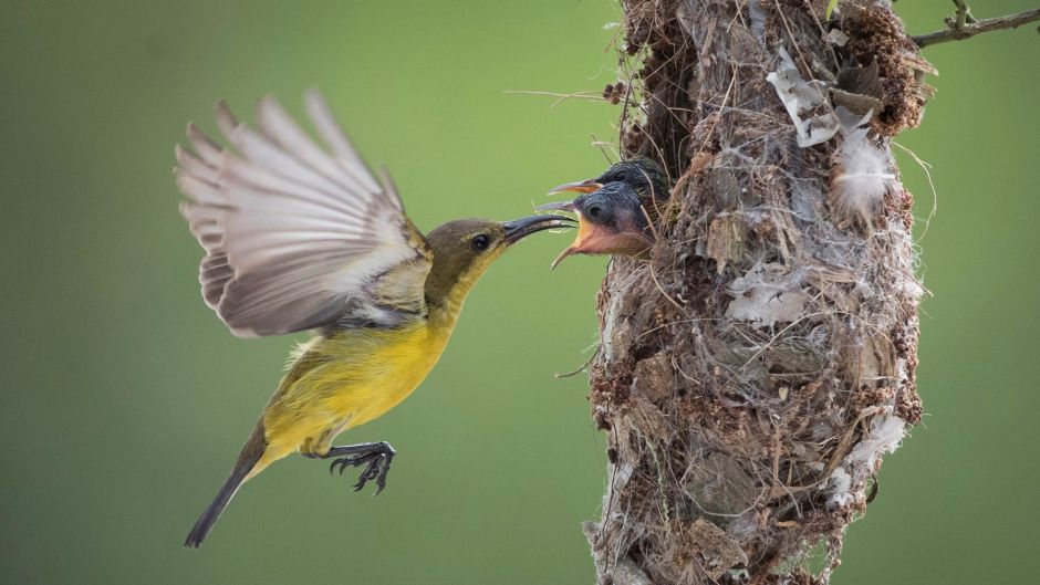 An Olive-backed Sunbird feeds an insect to its two chicks in their nest in Klang, Selangor, Malaysia. 