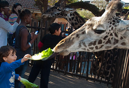 Giraffe_Feeding_Platform_Medium2