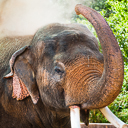 Elephants_Thai