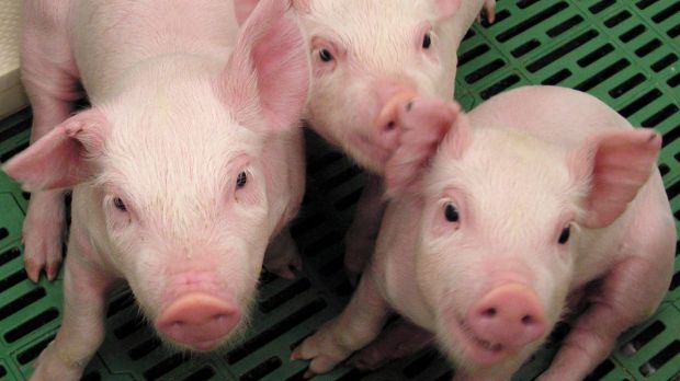 "Today's pig farmers are setting historic records by producing more pigs than ever," Rich Deaton, the president of the ...