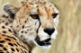 There are about 7000 cheetah left in Africa and across to Iran.