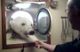 Crew hand feed their polar guest a fish fillet.