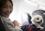 A woman and her dog are seen in a plane in Chiba, Japan on January 27.