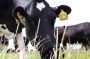 The infectious disease bovine tuberculosis was found in a cow on a dairy farm near Matamata.