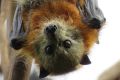 WIRES is urging people not to touch any injured, sick or abandoned flying foxes they find, for their own safety and that ...