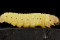 Saviour for lab rats: A wax moth larva.