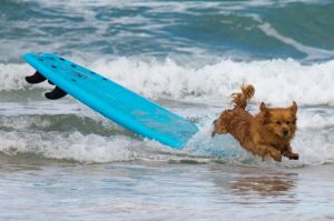 A dog jumps off a board as surfers compete in the qualifying series of the World Surf League in Netanya, Israel.