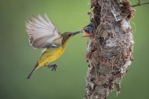 An Olive-backed Sunbird feeds an insect to its two chicks in their nest in Klang, Selangor, Malaysia. 