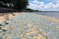 The jellyfish plague is a yearly occurrence at Deception Bay.