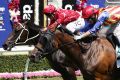 Narrowly beaten: I Am Zelady (furthest from camera) is beaten by Private Secretary in the Magic Millions Fillies and ...