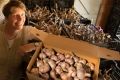 Light bulb moment: Fledgling garlic farmer Kirsten Jones (with husband David Jones) dreamed up the Meeniyan Garlic ...