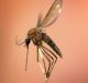 Infected mosquitoes transmit diseases like chikungunya, malaria, dengue and zika.