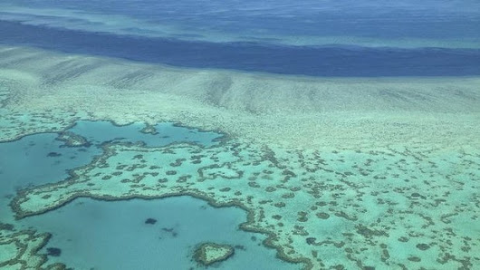 Labor to ban dredge spoil dumping in the Great Barrier Reef World Heritage Area