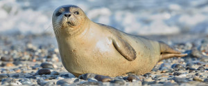 Grey Seal