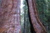SEQUOIA NATIONAL PARK: This Californian escape's advertised highlight is the trees, in particular, the largest tree on ...