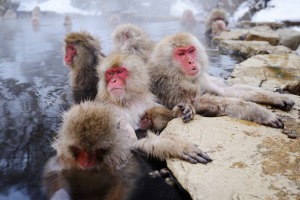 Japanese Snow Monkeys in Yudanaka, Nagano, Japan. tra10cover-century Wildlife Encounters ? Brian Johnston Credit: iStock