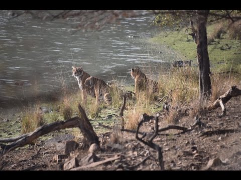 2015 Trip - Tiger Reserve - Rathambore National Park - Rajasthan, India