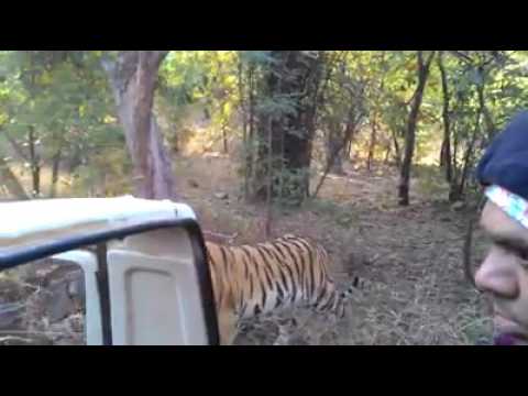 Scariest Moment at Ranthambore National Park