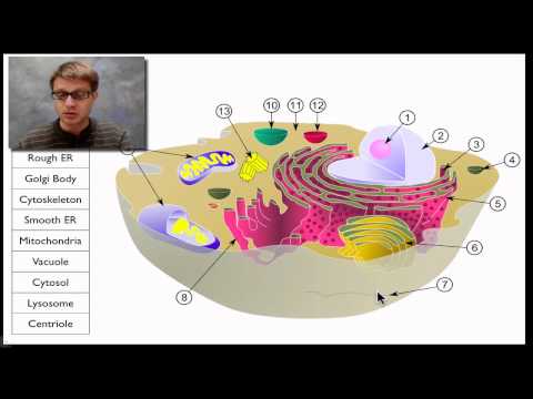 A Tour of the Cell