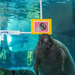 Florida Manatees Make Super Bowl 2017 Picks