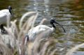 Ibis are a common sight around South Bank and the Brisbane CBD. 