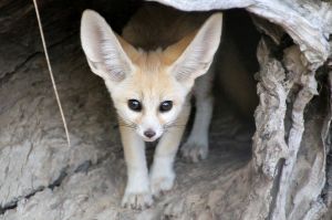 Taronga Zoo is celebrating a birth from the world?s smallest fox species, with keepers monitoring the progress of a tiny ...