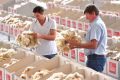 Wool growers Jarod Koschitzke and his father Greg Koschitzke inspecting wool before Thursday's auction. Australian wool ...