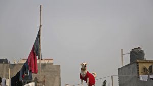 A pet dog wearing a sweater looks on from the roof of a house on the outskirts of New Delhi, India,