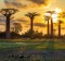 Beautiful Baobab trees at sunset at the avenue of the baobabs in Madagascar 