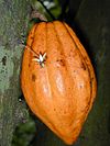 Cacao fruit