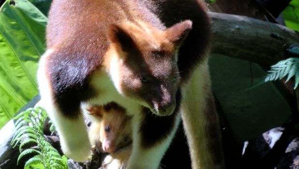 Haroli is the 16th male Tree Kangaroo to be born as part of the global program