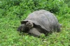 Giant tortoise on the Galapagos Islands.