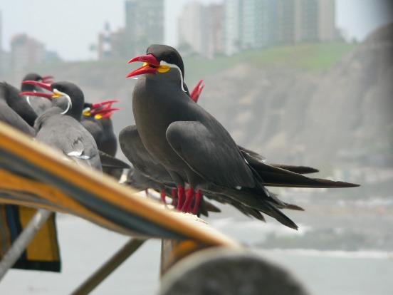 Inca tern in Miraflores, Lima, Peru.