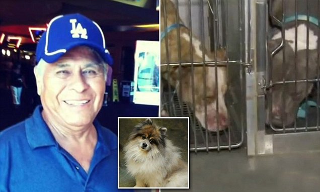 Man mauled trying to save Pomeranian from two pit bulls