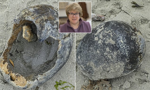 Artist stunned to discover HUMAN skull on Sussex beach