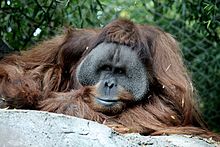 Orangutan2.jpg