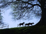 Ponies and Trees